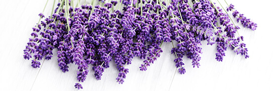 L'huile essentielle de Lavandin Super